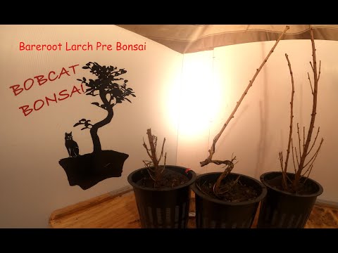Xavier's Bonsai Basics: Bareroot Larch potting