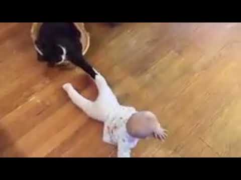 Baby and Cat Fun and Fails~Juan José Jarquín Triple “ J ”.
