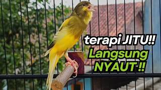 Download lagu KENARI GACOR Cuit CUIT BIRAHI UNTUK PANCINGAN & MASTERAN Kenari PAUD AGAR BUNYI mp3