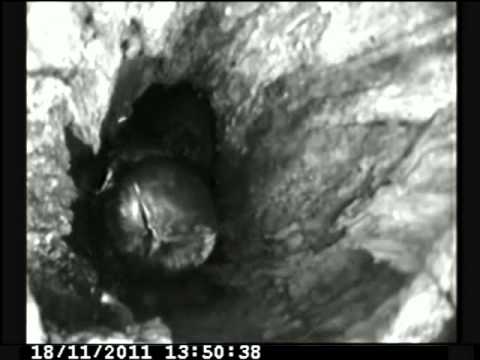 A vida em um ninho de porco