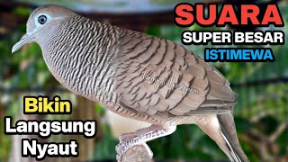 Download lagu Perkutut Lokal Gacor Suara Kung Besar Pancingan Burung Perkutut Agar Bunyi. mp3 Download lagu Perkutut Lokal Gacor Suara Kung Besar Pancingan Burung Perkutut Agar Bunyi. mp3