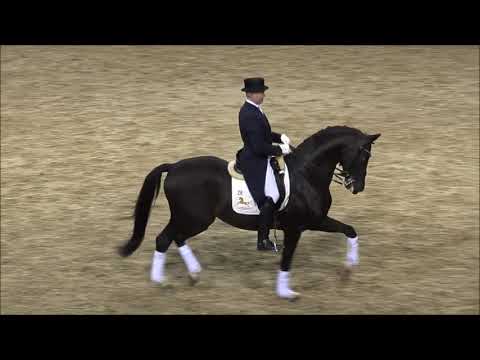 GOLDBERG: dressage stallion KWPN by Amazing Star Jazz, www.equine-evolution.com