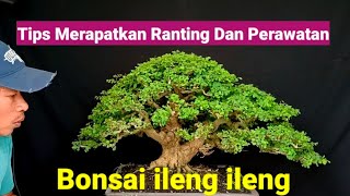 Download lagu Tips for Caring for and Tightening the Branches of Ileng Ileng Bonsai mp3 Download lagu Tips for Caring for and Tightening the Branches of Ileng Ileng Bonsai mp3