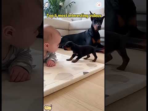 #animals #funny #animallife #cat #petshub #dog