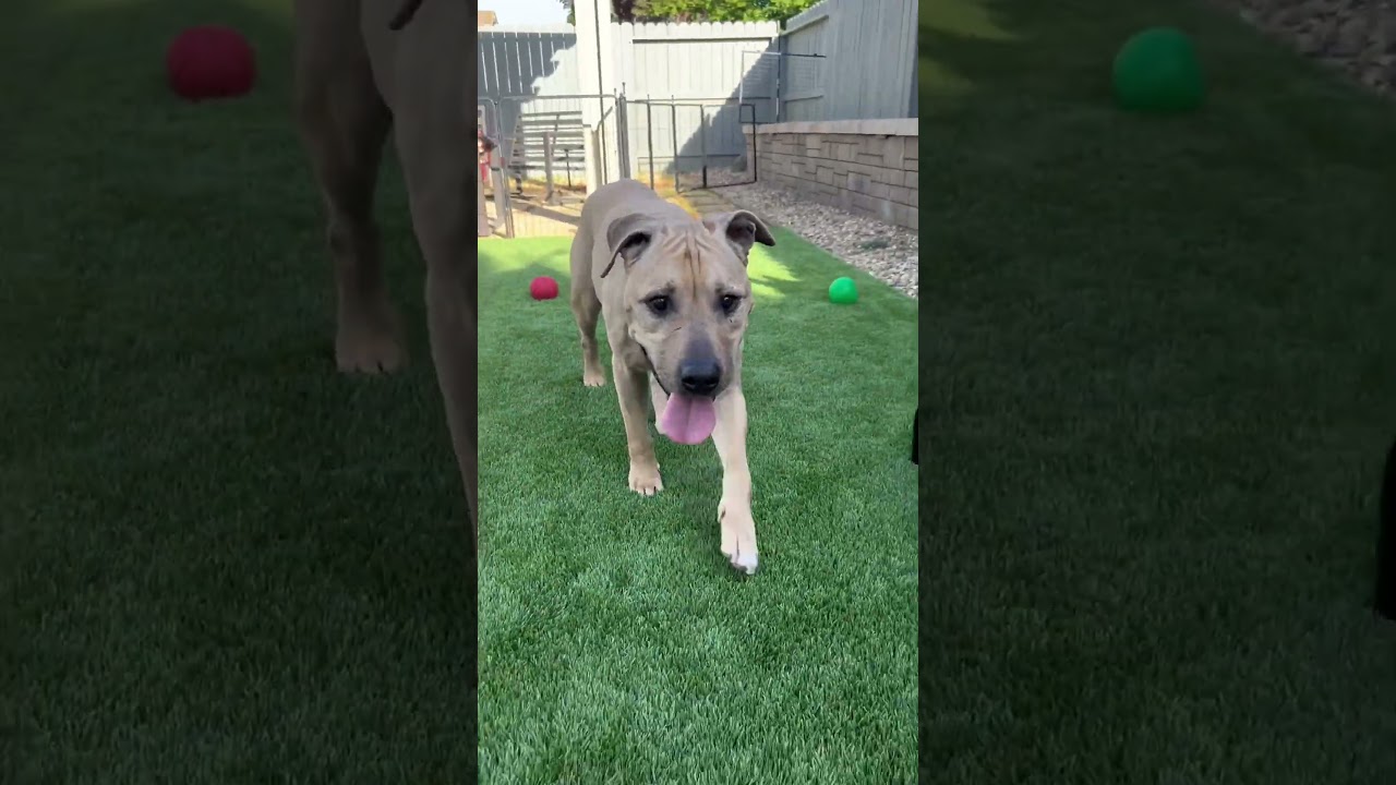Enlarge Baxter, a ADOPTABLE mixed breed in Citrus Heights, CA video 5/6