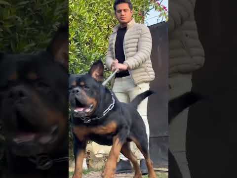 Dog rottweiler || small to big || dangerous dog breed