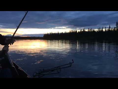 Lohensoutua yöttämässä yössä Muonionjoella