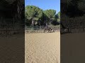 Gelding PRE Pure Spanish Bred For sale 2022 Dark Bay