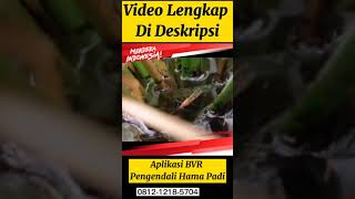 Download lagu AMPUH BENER GAES😘SEMPROT SEKALI OBAT WERENG DAN ULAT PALING AMPUH mp3 Download lagu AMPUH BENER GAES😘SEMPROT SEKALI OBAT WERENG DAN ULAT PALING AMPUH mp3