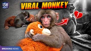 Baby Monkey Punch Hugs Soft Toy After Mom Rejects Him: Video Goes Viral