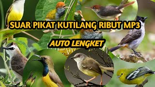 Download lagu SUARA PIKAT BURUNG KUTILANG RIBUT MP3 mp3 Download lagu SUARA PIKAT BURUNG KUTILANG RIBUT MP3 mp3