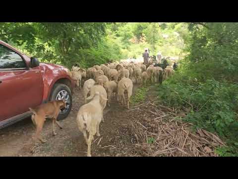 Challenge : can you count the number of goats ? and can you guess the location?