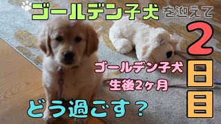 ゴールデンレトリバーの子犬を迎えて2日目！ どう過ごす？＃3