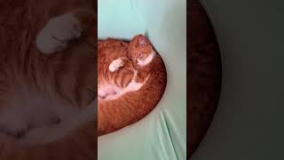 ヨギボー型の猫