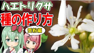 食虫植物に噛まれると痛い ハエトリソウに噛まれてみた 食虫植物tv موقع ويب حيث يمكنك مشاهدة مقاطع فيديو موسيقية مجانية