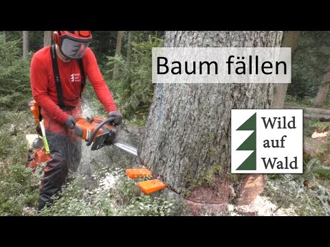 🌲Wie fällt man einen Baum? Makita Schlagschrauber und Spindel-Fällkeil Forstreich #wildaufwald