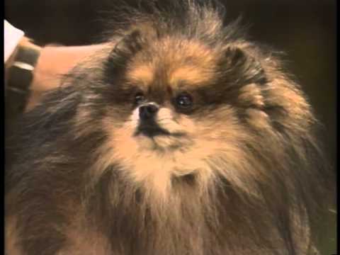 Pomeranian breed video