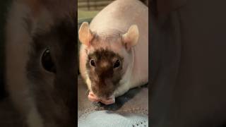 Download lagu fat ratty mp3 Download lagu fat ratty mp3