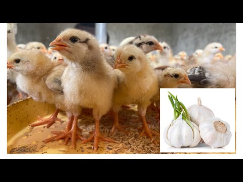 , title : 'How to prevent diseases in chicks with garlic - chicks leave the coop for the first time'