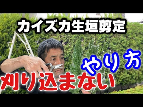 生垣を刈る時期は重要ですか？誰のため？  庭園