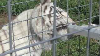 preview picture of video 'National Tiger Sanctuary, Branson, MO'