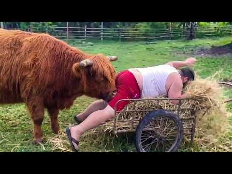 Try Not To Laugh 😂 Farm Animals Being Absolutely Ridiculous |  Funny Animals Videos