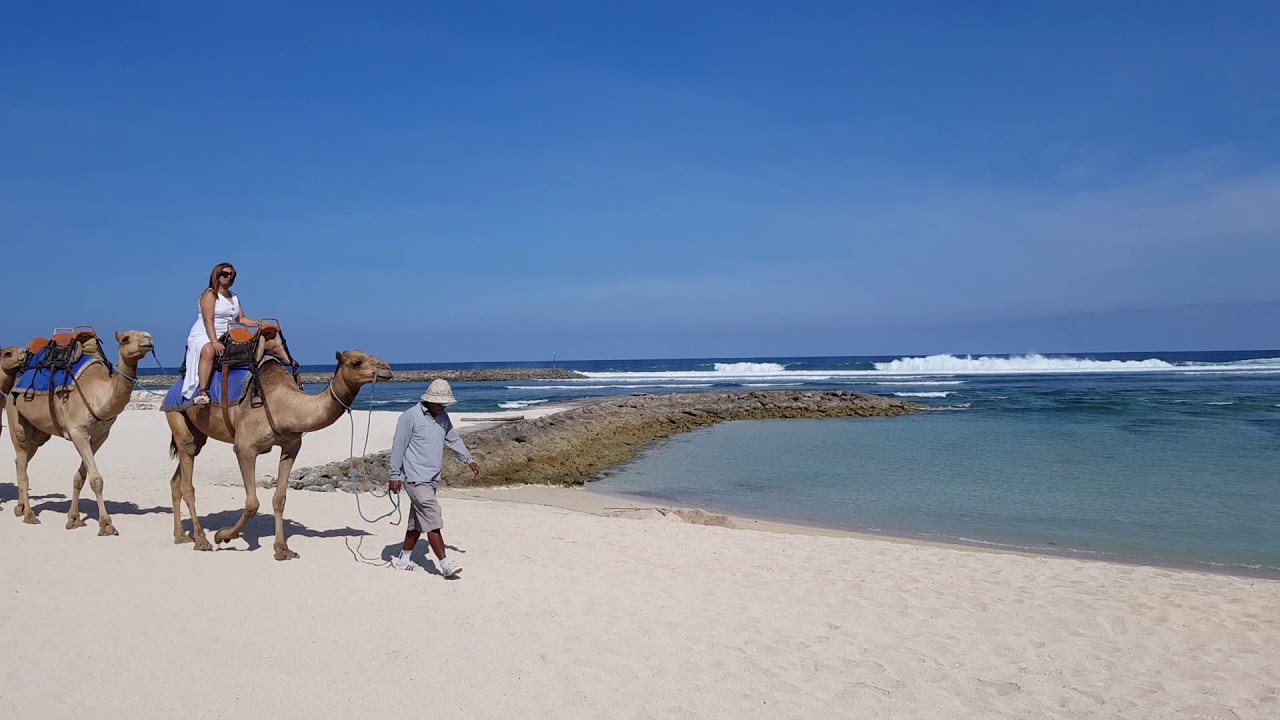 Experience Camel Safari near Sawangan Beach.