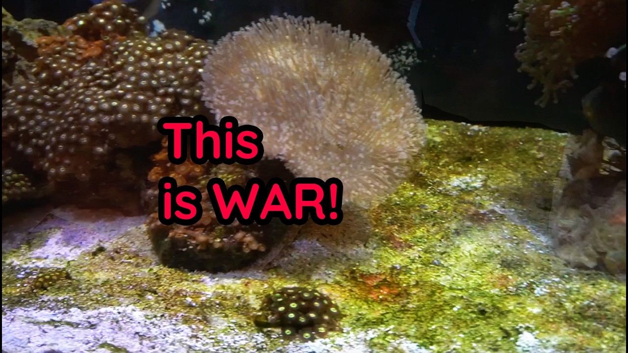 Sand Bed Algae in Reef Tanks: What This Fix Strategy Gets Right (and What to Add)