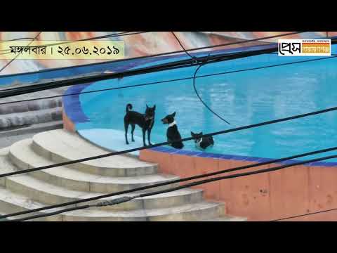 এডভেঞ্চারল্যান্ড -এর সুইমিংপুলে কুকুর