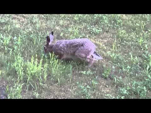 Feldhase mümmelt und hoppelt vor meinem Balkon in Marzahn