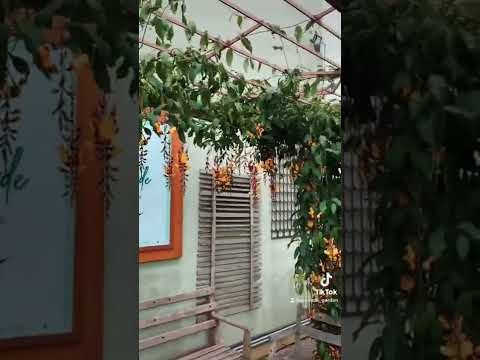 Explosão de flores,Trepadeira sapatinho de judia no pergolados