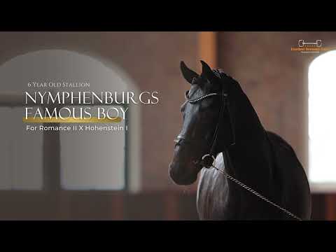 Nymphenburgs Famous Boy | For Romance II x Hohenstein - Stallion - 2017 - 170 cm
