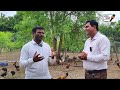 गावरान कोंबडी पालन कसे करावे गावरान क�