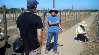 New Irrigation Trial