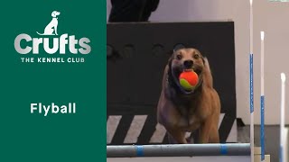 Flyball Semi-Finals & Final Part 3 | Crufts 2023