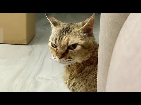 Des chats dont vous vous souviendrez et qui vous feront rire toute la journée ! vidéos drôles de chats 2025
