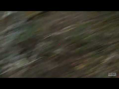 SAG NATURE srl - Ago Hunting Season 2024-25 - Beccaccia Impavida