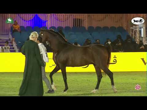 N 276 EKS AMIR   King Abdulaziz Arabian Horse Center Show 2021   Stallions 7 9 Years Old Class 11