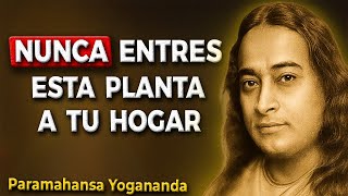 Esta planta puede volver pobre a tu familia – ¡Nunca la lleves a casa!