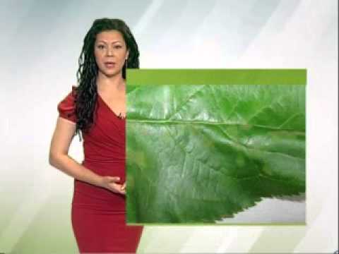 Zelena prognoza, 22.5.2015. - O stanju u zasadima jabuka