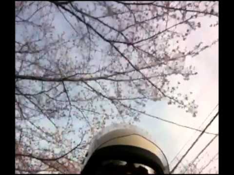 2014.03.29 motorcycle & cherry blossoms