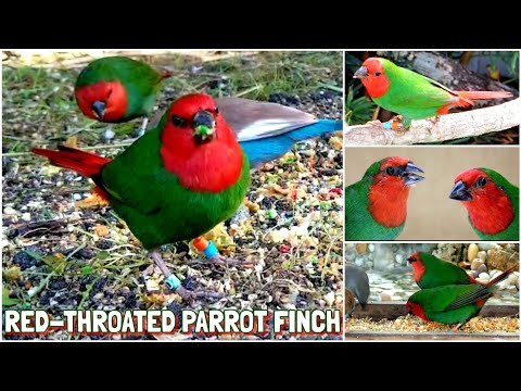 Amada papagájovitá červenohrdlá (Erythrura psittacea) — video o speve a chove