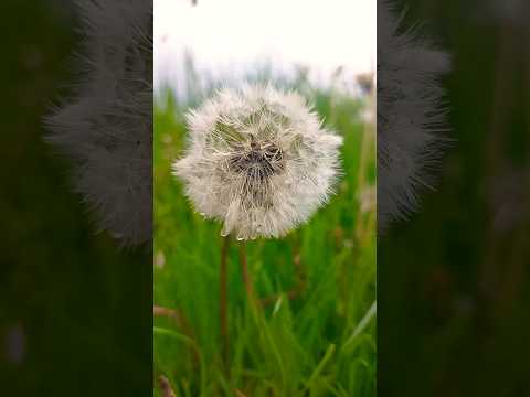 what is the name of this plant?