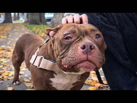 Scared Dog Can't Stop Dancing After Being Adopted