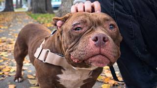 Scared Dog Can't Stop Dancing After Being Adopted