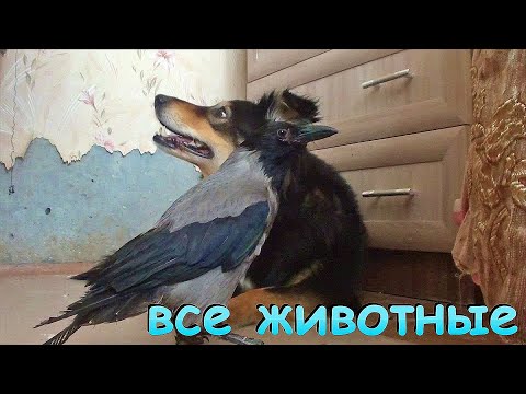 КАК ДЕЛА У ВСЕХ НАШИХ ЖИВОТНЫХ (ворона, чайка, собака, коты, голуби и стрижи)