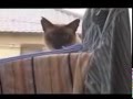 Cat Jump Fail with Music Sail by AWOLNATION ...