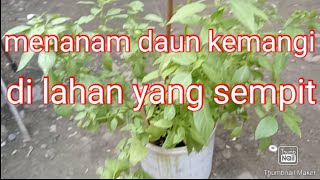 Download lagu menanam daun kemangi l semai sampai besar di lahan yang sempit. mp3