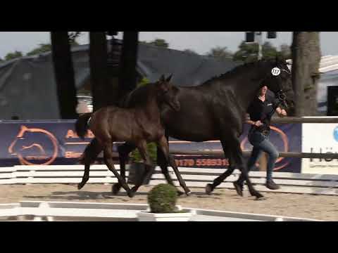 Holz, Total Diamond PS-St Moritz Junior