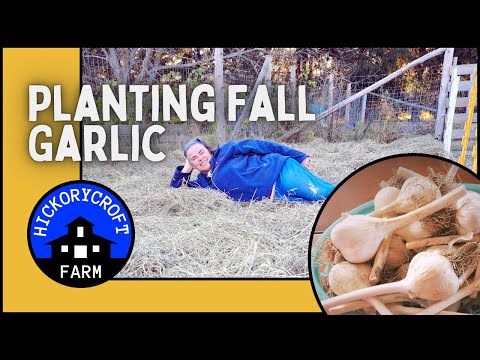 , title : 'PLANTING Fall GARLIC From Cloves: PLANTING 500 Cloves Of GARLIC (Before Winter)'
